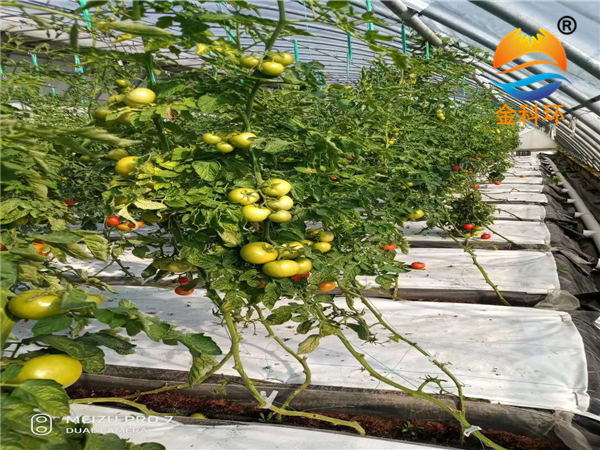 番茄种植槽10
