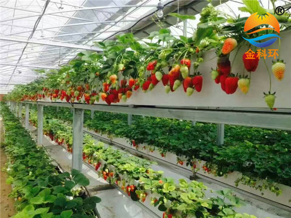 立体种植草莓栽培槽