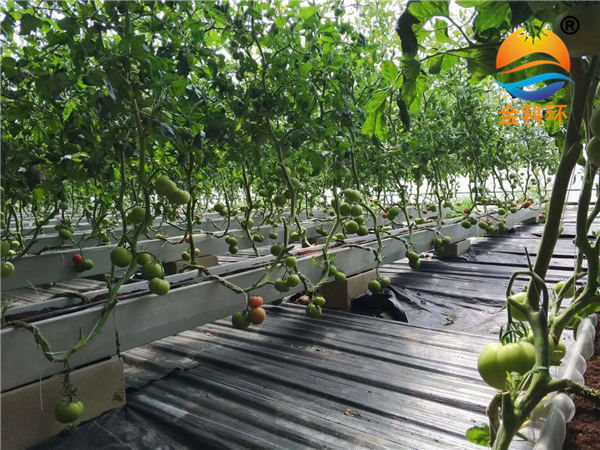 西红柿种植槽19