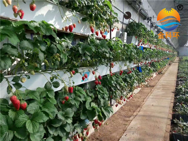 草莓后墙用种植槽
