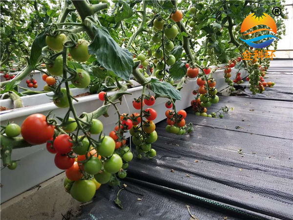西红柿种植槽11